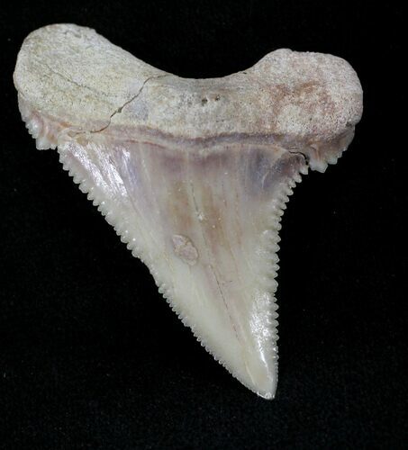 Beautiful Palaeocarcharodon Fossil Shark Tooth - #24500